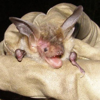 bechsteins bat