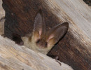 brown long eared bat