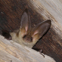 brown long eared bat