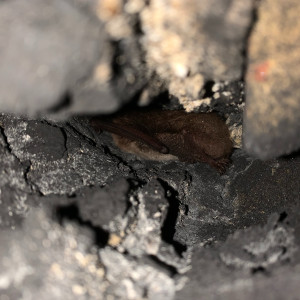 A hibernating Daubenton's bat in February 2024.