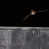 flying brown long eared bat