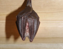 lesser horseshoe 