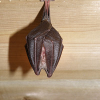 lesser horseshoe 