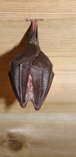 lesser horseshoe 