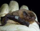 nathusius pip