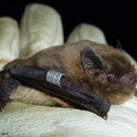 nathusius pip