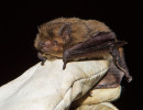 nathusius pipistrelle4