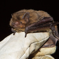 nathusius pipistrelle4