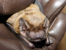 noctule