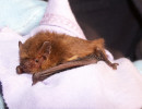 soprano pipistrelle