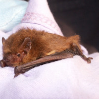 soprano pipistrelle