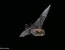 whiskered bat