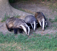 Ash Wildlife Friendly Village - Wildlife Conference - Badgers and Bats